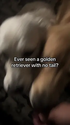 At least she’s still happy  #goldenretriever #fosterdog #amputee #cancersucks #puppymillrescue 