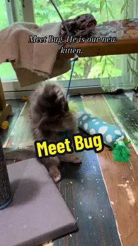 Meet Bug. #thespicypotato #behindthepurpledoor #shenanigans 