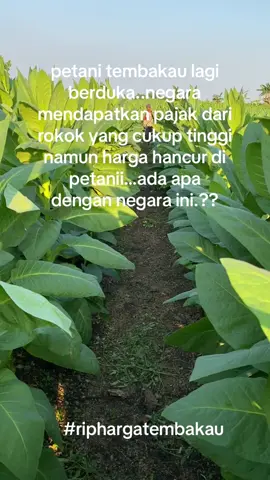 sampai kapan petani jadi korban..??? #petanitembakau #tembakautemangung #tembakau #bojonegoro #bojonegoro24jam #kedungadem_bojonegoro 