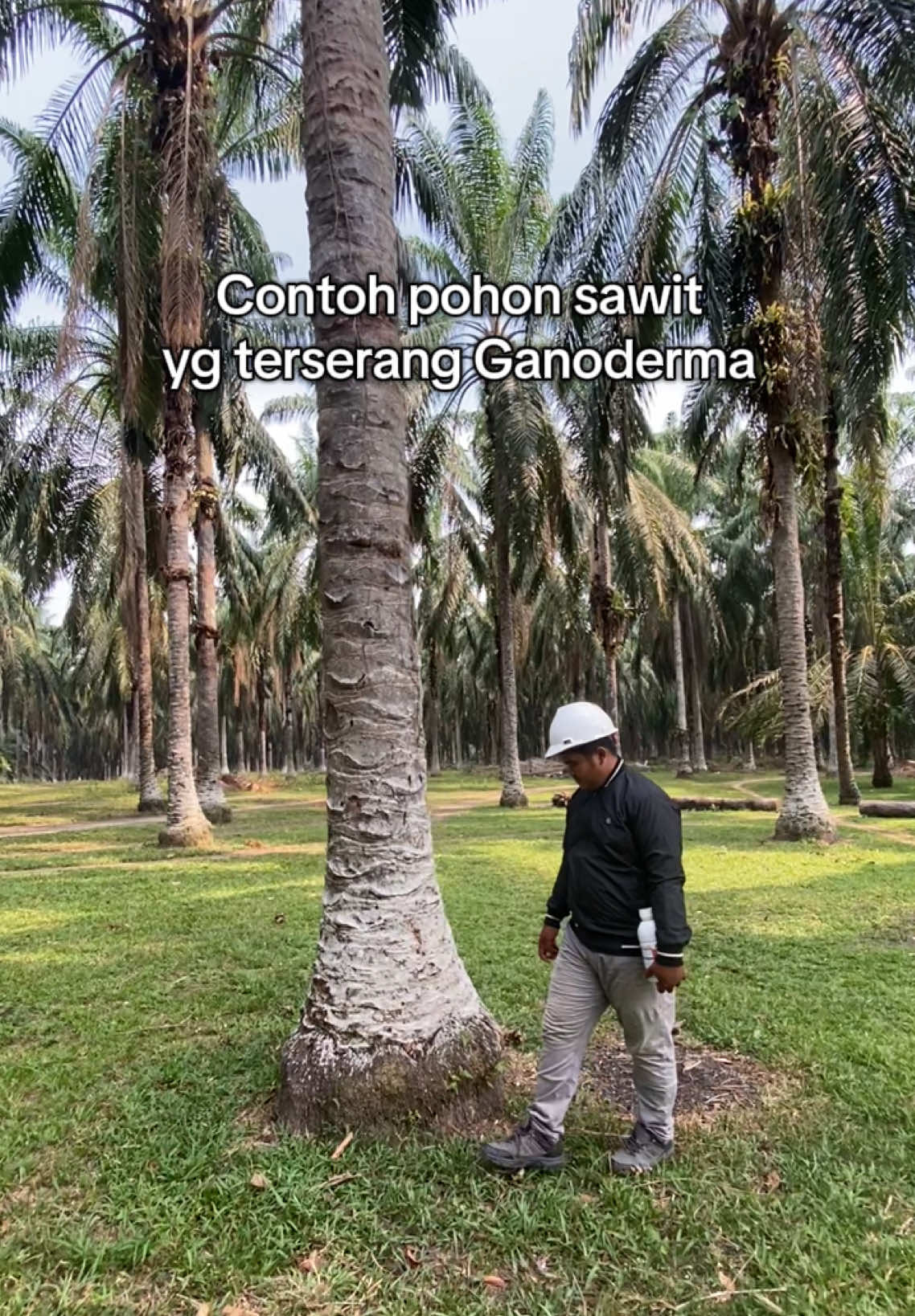Jangan lupa gunakan obat Aussie untuk pohon sawit yang terserang ganoderma #sawit #sawitontiktok #sawitindonesia #sawitmalaysia #aussieganoderma 