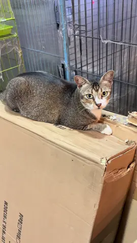 SOSOK MISTERIUS HOBI MENGGARUK KARDUS 😼🫴 #viral #fyp #kucingtiktok #kobepetshop 
