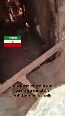 Saving cheetahs in Somaliland: The fight against illegal trade #somalilandtiktok💚🤍❤ #somaliland #explore #viral #news 