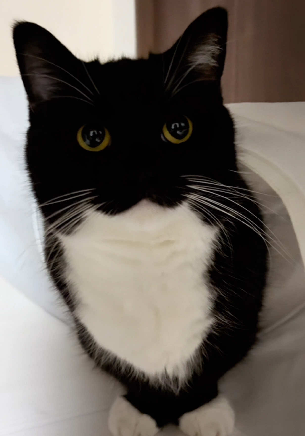 He’s too cute to be a real cat! :3 #catsoftiktok #fyp #sillycat 