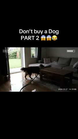 Subscribe for more 😂 #dog #dogsoftiktok #securitycamera #chien #chiens 