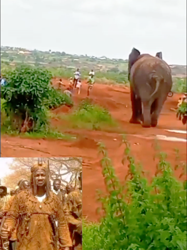 un éléphant abobo-dioulasso au secteur 18 #animaux #éléphant 