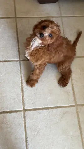 Professor Oakley the Cavapoo!!!! #puppy #cavapoo #pokemon #dog #dogsoftiktok 