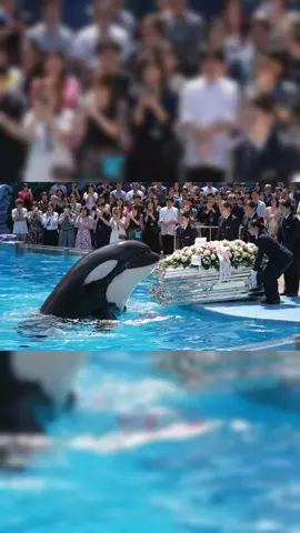Jessica funeral leaked footage that I found finally #orcas #jessica #funeral #justiceforjessica #foryoupag   