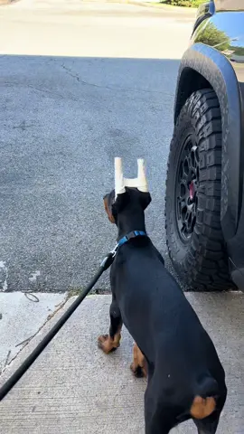 My little guard dog at the gas station. #doberman #dog #puppy #guarddog #fyp