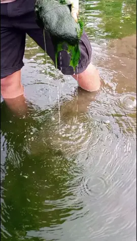 lumut ijo semi halus  umpan mancing ikan nila 🐟  #lumutijo #umpanmancing #hobimancing #ikannila #ikanmujaer