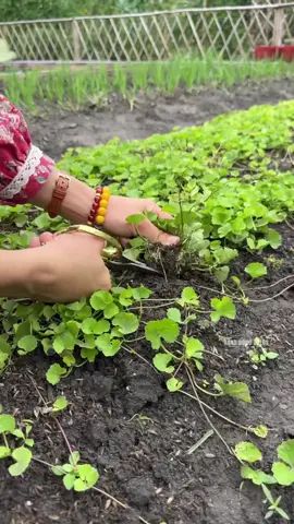 Thu hoạch nè #rangdongseeds #hatgiongrangdong