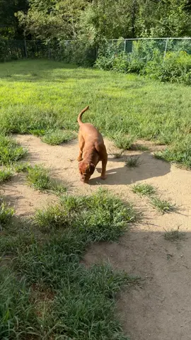 Oh Dutch… this is one of the reasons we will never have nice grass 😂 #doguedebordeaux #frenchmastiff #tiktokdogue #tiktokdog #dirtydog 