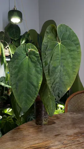 Fighting for my life trying to keep up on repotting stuff over here! 💀💚 #plantcare #houseplants #plantcollection #anthurium #planttips 