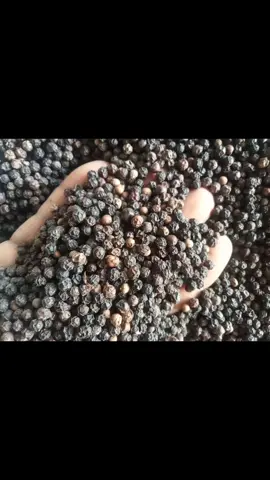 black paper #ladahitam #spicesandherbs #spices #blackpaper 