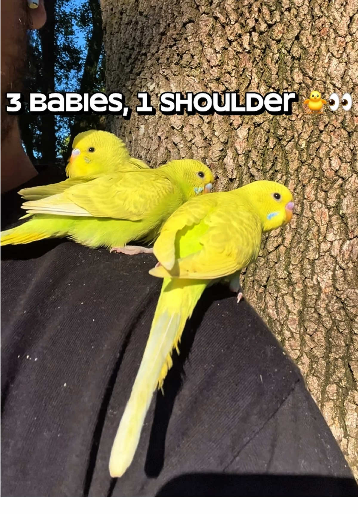3 Baby Budgies on My Shoulder 🐥🐥🐥 | Cutest Moment Ever #3babybudgies #birdtok #budgielove #parrotsoftiktok  #creatorsearchinsights 