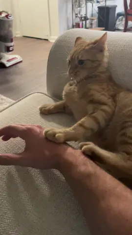 He’s a snake#catsoftiktok #tabbycat #cat 