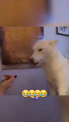 #funny #animals #funnyvideos #dogsoftiktok #catsoftiktok 
