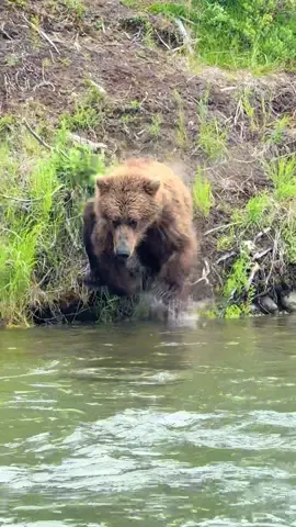 Wild Alaska at its finest! A bear beside our boat, a leap into the river, and a fresh catch along the Alagnak River in Alaska! #bear #fishing #catchingfish #alaska #adventure 