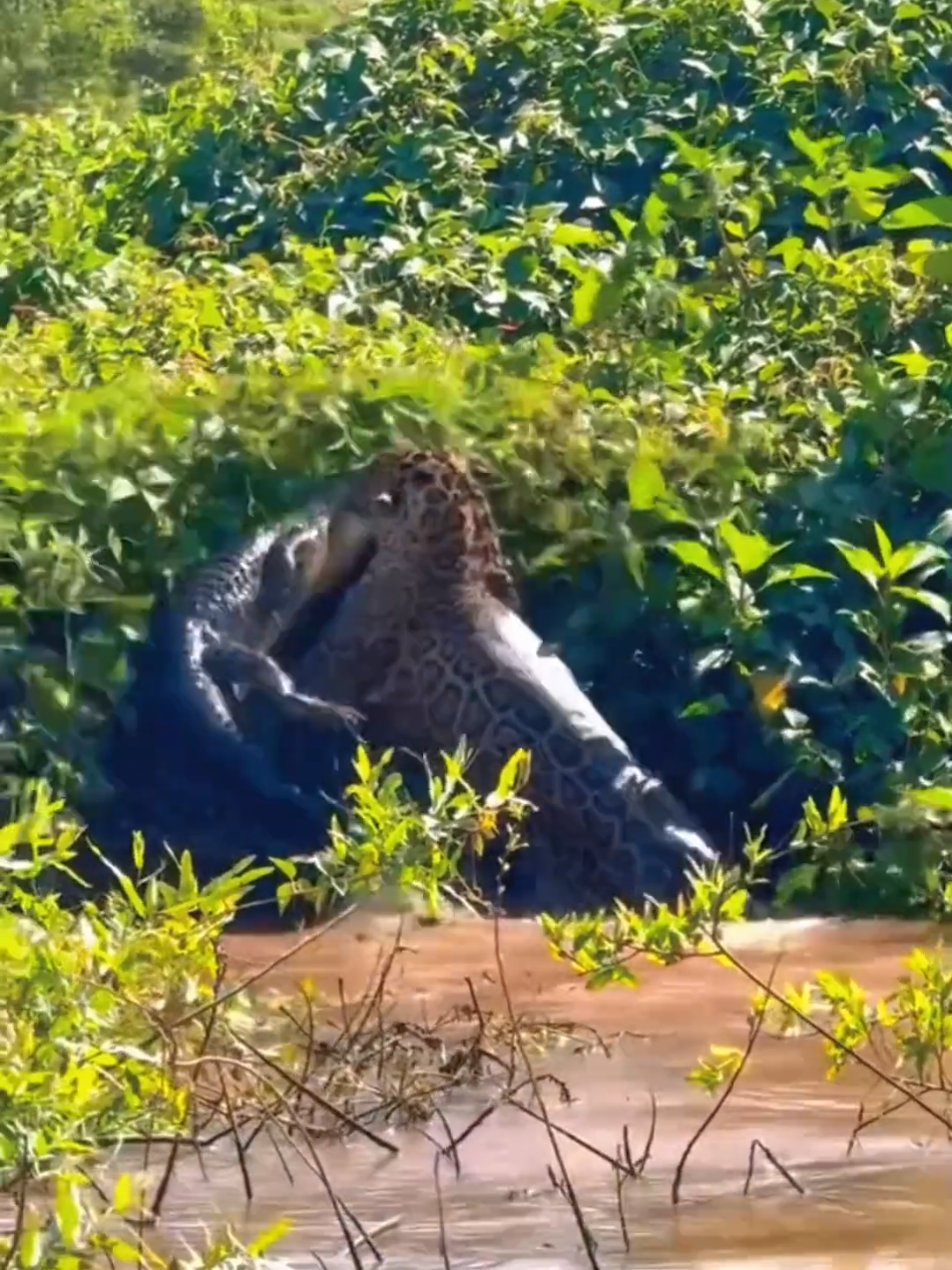 🐊vs🐆 #fyp #furyou 