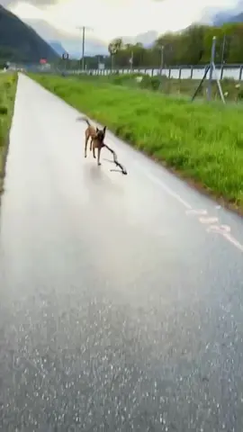 Try not to laugh 😂😂😂 #animals #funny #funnypets #dog #cat 