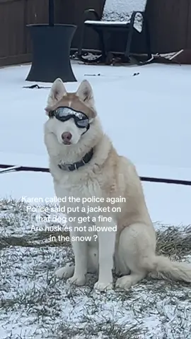 Unfortunately I didn’t listen and my Husky froze overnight :/ #fyp 