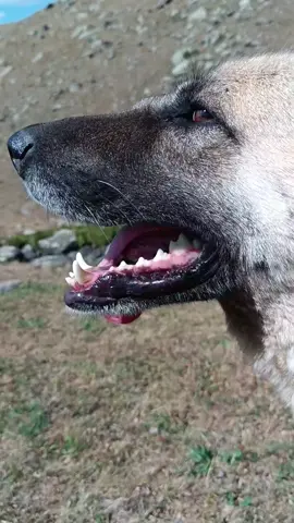 #köpek #dog  #asmr #köy #village 