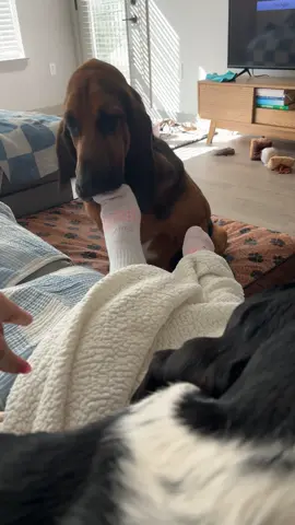 Why do all my socks have holes….