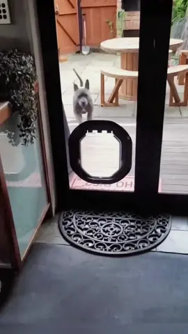 Try not to laugh 😂😂😂 #funny #animals #funnypets #dog #pet 