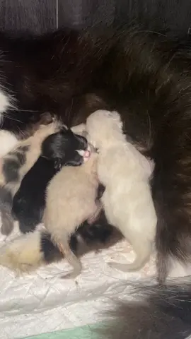 Baby kecil 🤏🏻#kucinglucu #catsoftiktok #kittycat #babykitten 