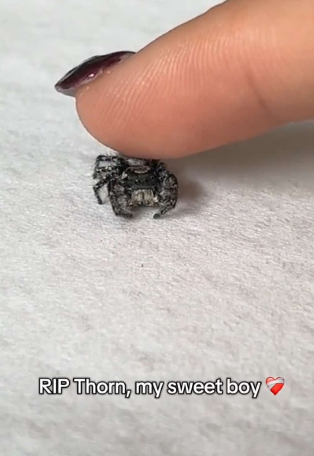 RIP to my first ever spider, Thorn ❤️‍🩹 i will miss him dearly (i will be keeping & preserving him though), because of him i will continue to love and care for many many more. i would never have gotten other spiders if my experience having him was bad. he is the reason why i would never harm another living creature, he changed me. i used to be petrified of spiders until i got him. I’m so glad i chose him and it was a pleasure having him as my first <3 #jumpingspider #jumpingspiderspet #spiderpet #phidippuscarolinenses #jumpingspideroftiktok 