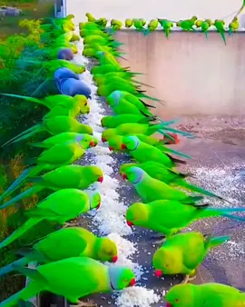 Ali Ali Dam Ali Ali Dam.. #200kviews  #creatorsearchinsights  #ti̇ktok  #parrot 