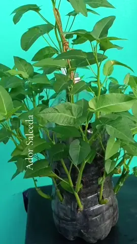ganito ang gawin mo sa mga katawan Ng kangkong #backyardgarden #tiktokviral #tiktok #gardening #homegardening 