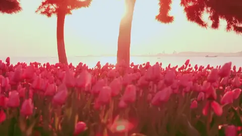 The world full of Tulips 🌷✨ #reels #fyp #sunset 