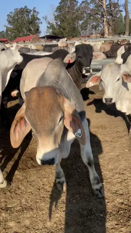 #fyppppppppppppppppppppppp #beefproduction #agriculture #womeninfarming #brahman #goviral #unlockmylikes