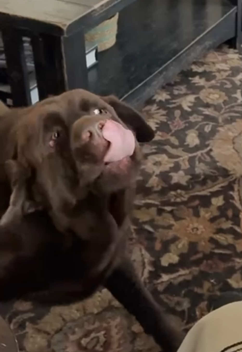 Welcome to the monster truck show #dogsoftiktok #chocolatelab #dogtok #labrador 