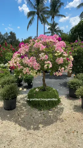 Bonsai bougainvillea! Perfect for a secret garden! Guess how much she was😏 #gardentok #bougainvillea 