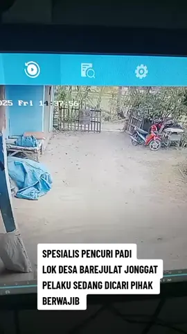 PECURIAN PADI DI WILAYAH DESA BAREJULAT JONGGAT LOMBOK TENGAHHARAP WASPADA DAN HATI-HATI,KALAU MELIHAT CIRI-CIRI ORANG SEPERTI DALAM REKAMAN CCTV.....