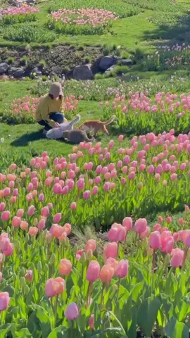Just like my life is full of love 🌷✨ #reels #fyp #sunset #flowers #tulips 