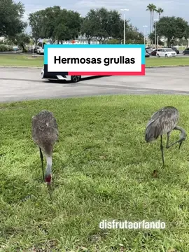 Los gruidos (Gruidae) son una familia de aves gruiformes conocidas vulgarmente como grullas. Son aves de lugares abiertos. Se desplazan dando zancadas con sus largas patas y recogen semillas e insectos con su largo pico. Viven en bandadas y muchas de ellas recorren largas distancias para criar. Se emparejan de por vida y tienen una espectacular exhibición de cortejo. Los machos y las hembras se pavonean, se inclinan y saltan bastante alto. Las grullas tienen una tráquea muy larga y emiten agudos sonidos como de trompeta, que pueden escucharse a dos kilómetros de distancia. #grullas #disfrutaorlando #florida #orlando 