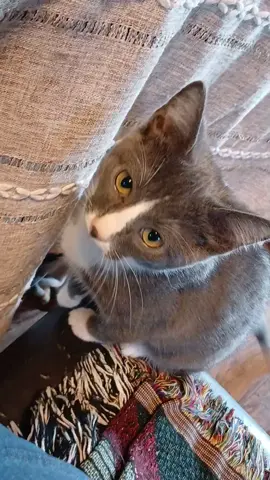 Good morning besties!🤩#postthecontent #catsofinstagram #justpostit #catparents #contentcreators 