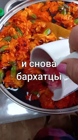 60цветочков промыть водой и залить в кастрюлю холодной водой 5литпов с добавлением 350 гр сахара и 2ст лож лимонной кислоты .Накрыть крышкой помешивая при случае и пусть сутки постоит ,а на завтра разлить в пластиковые или стеклянные бутылки но не до верха,  на 5см ниже, закупорить и в подвал или холодильник.По желанию можно насыпать по 5шт изюма ,я в бутылки кладу по 3 шт бархатцев из кастрюли .Чем дольше лежит тем больше газов .Открывать осторожно бьёт фонтан.Ну очень вкусно