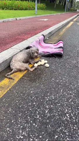 #poordog #doglover #dog #dogsoftiktok 