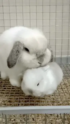 mama & baby 🤍❄️🐰 #babybunny #bunny #hollandlop #adorable #newjersey 