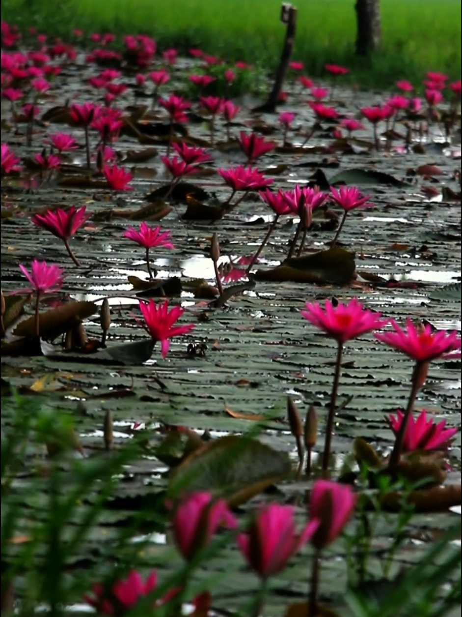 নবাবগঞ্জ এর শাপলা বিল🥰  #শাপলা_ফুল_🌷 #villagelife #ভাইরাল #foryou #foryoupage 