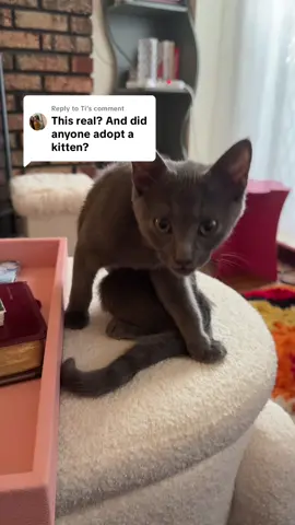 Replying to @Ti adopted my baby 🥹#petadoption #aspca 