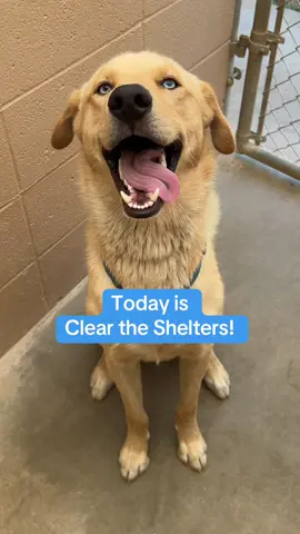 Join the movement and help us #cleartheshelters! #rescueanimals #adoptdontshop #rescuedogs #rescuecats #animalshelter #humanesociety 