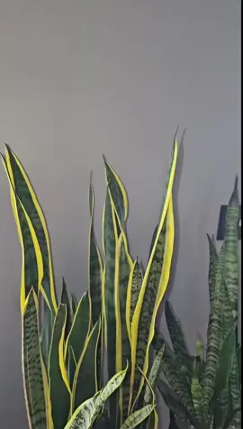 #onthisday #lenguadesuegra #dracaena #sansevieria #succulent 