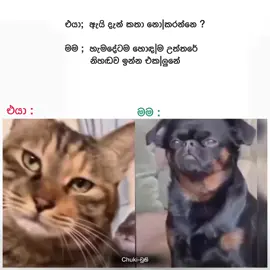 ඇත්තනේ කිව්වේ 😪💔 #statusvideo #fypシ #Chukipage #viral 