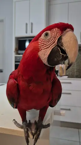 Joke of the Day #bird #parrot #funnybird 