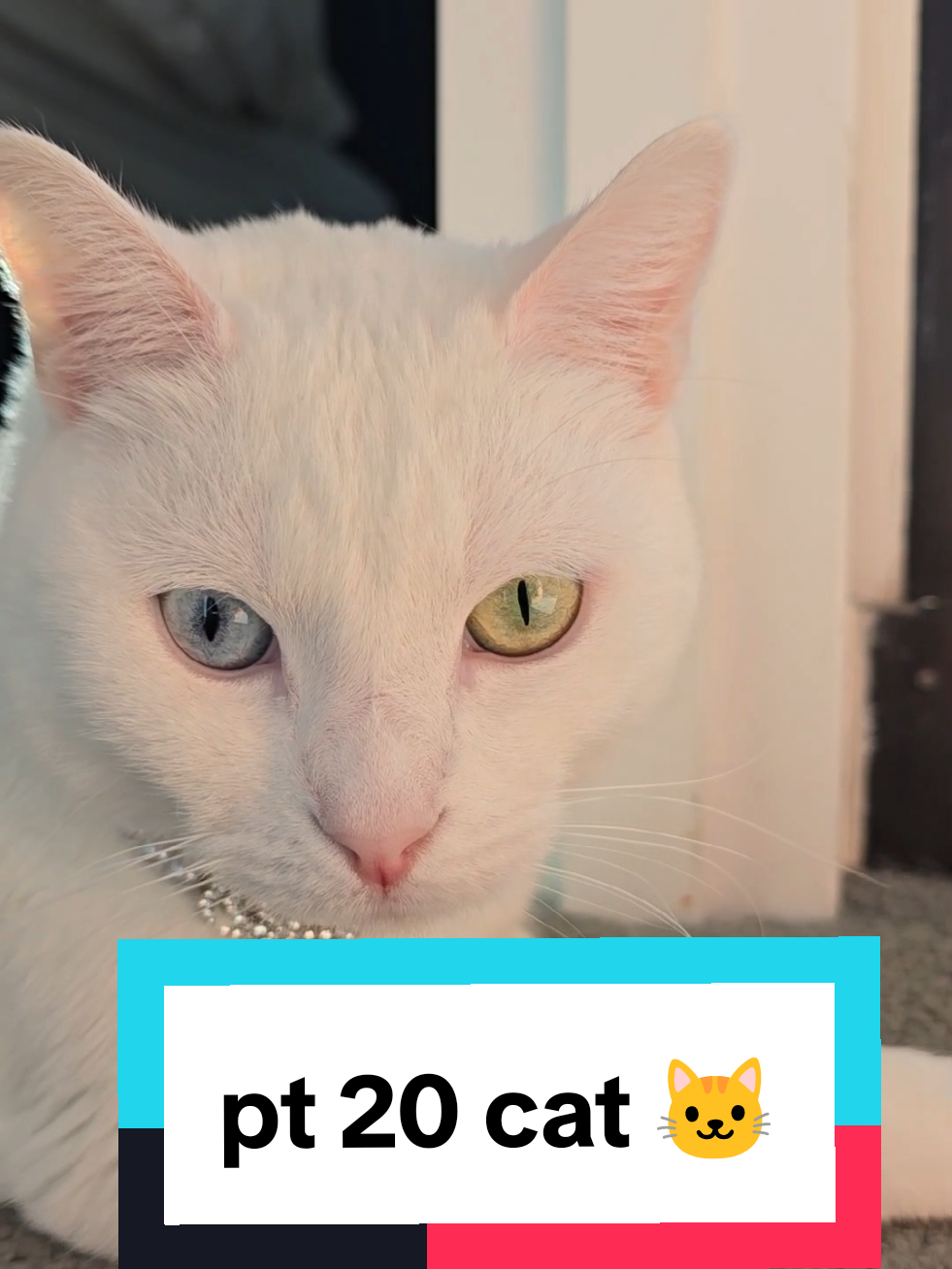 Khao Manee Cat 🇹🇭 – Thailand’s Rare Jewel-Eyed Beauty #KhaoManeeCat #RareCats #ThailandCat #JewelEyedCat #ExoticPets 