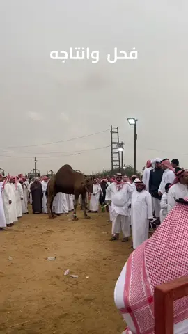 #الابل_عطايا_الله_عشاق_البداوة_🐪😍 #الابل #الابل_عظام_المال_ #حركة_لاكسبلورر 